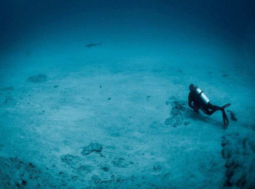 The Vital Work of Reshark: Reviving Coral Reefs, One Project at a Time