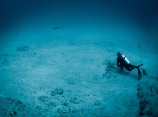 The Vital Work of Reshark: Reviving Coral Reefs, One Project at a Time
