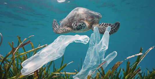 The Impact of Plastic Pollution on Our Oceans and What You Can Do to Help