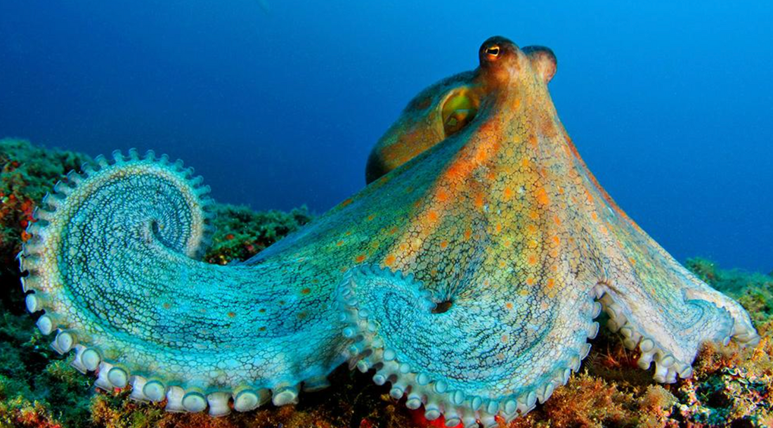 Marine Life Mysteries: Fascinating Facts About Ocean Creatures